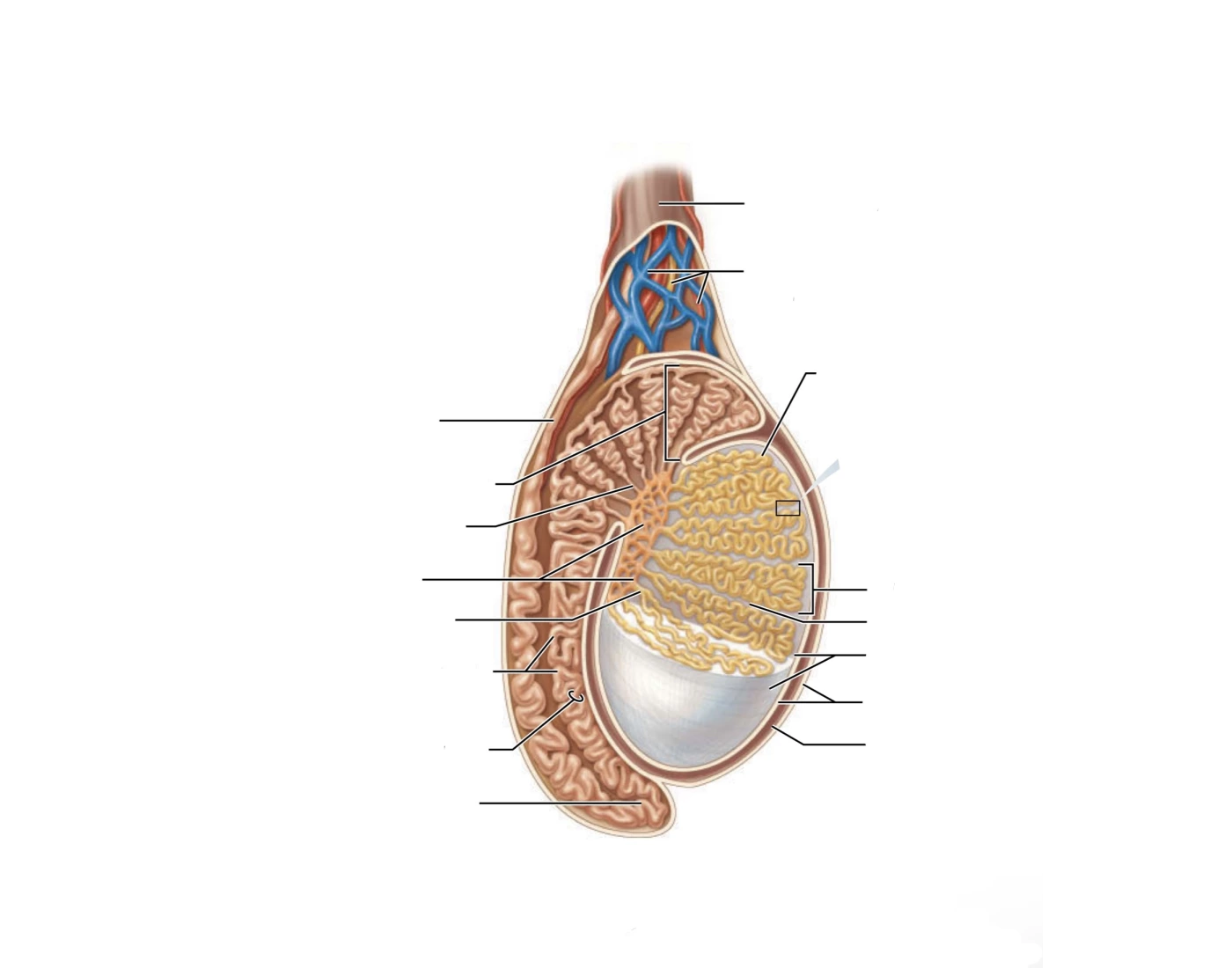 Structure of the testis. Quiz
