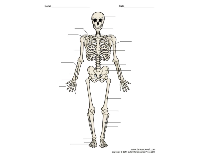 Bone Sample Labels Label the bones Quiz