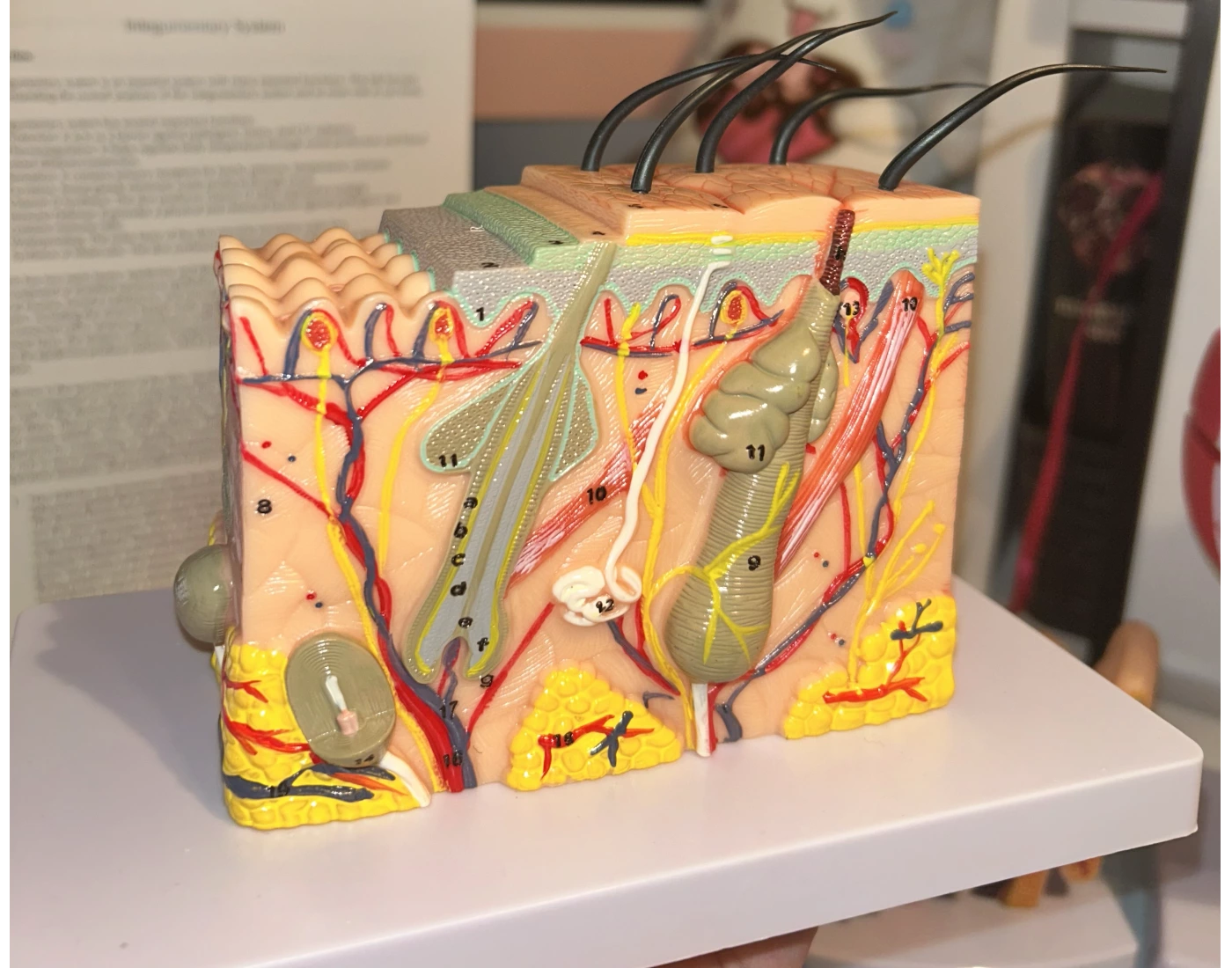 Skin model labeled Quiz