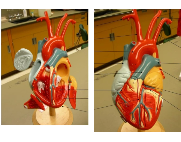 HEART ANATOMY LAB Quiz