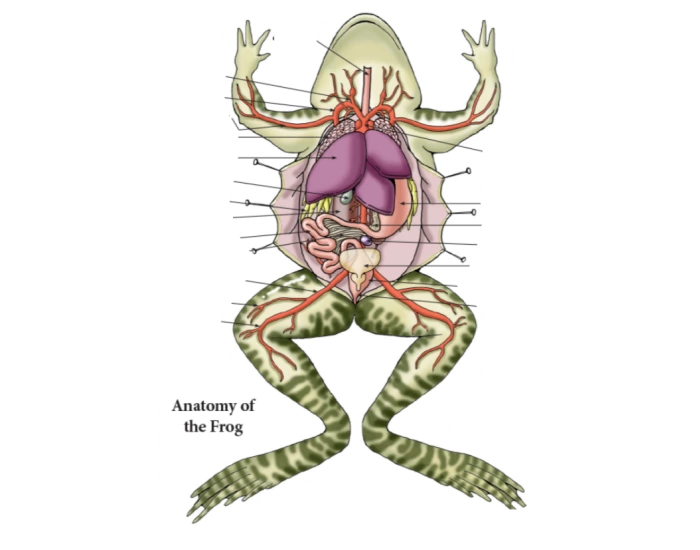 Frog Dissection Quiz