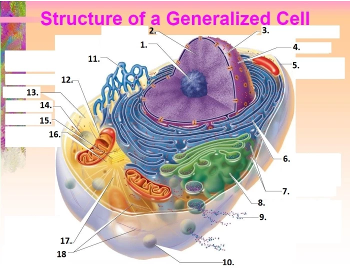Generalized Cell Structers Structure of a Cell (1) Quiz