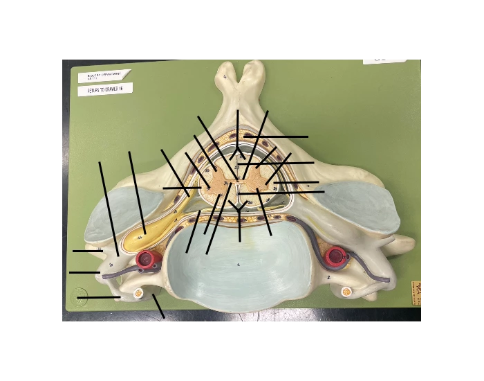 SPINAL NERVE RAMI AND PLEXUS Quiz