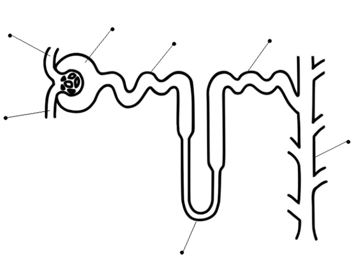 Nephron Urinary System Quiz Nephron urinary system quiz