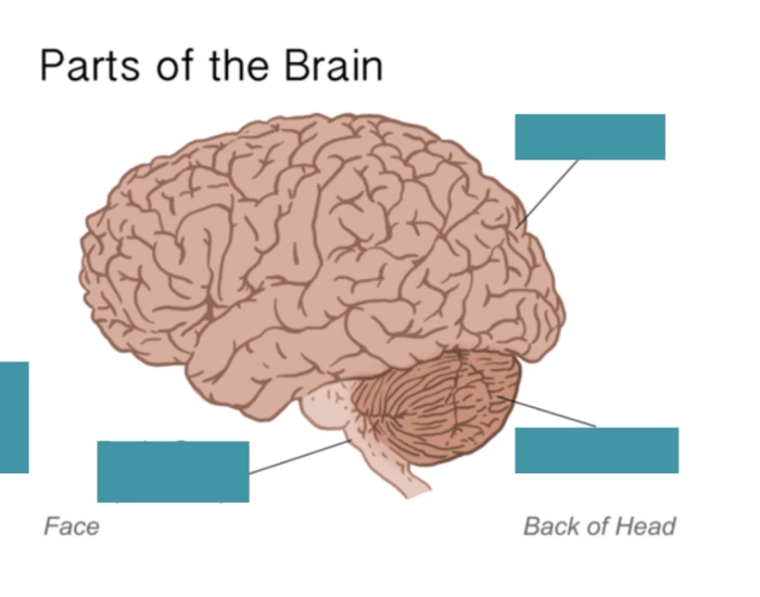 Basic Brain Label Parts of the Brain Label — Printable Worksheet