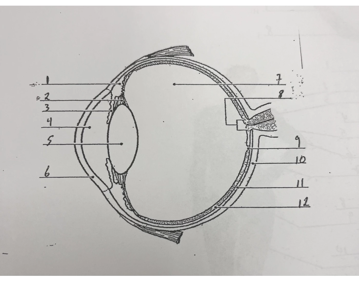 Anatomy Exam Eye Model — Printable Worksheet Anatomy Exam Eye Model — Printable Worksheet
