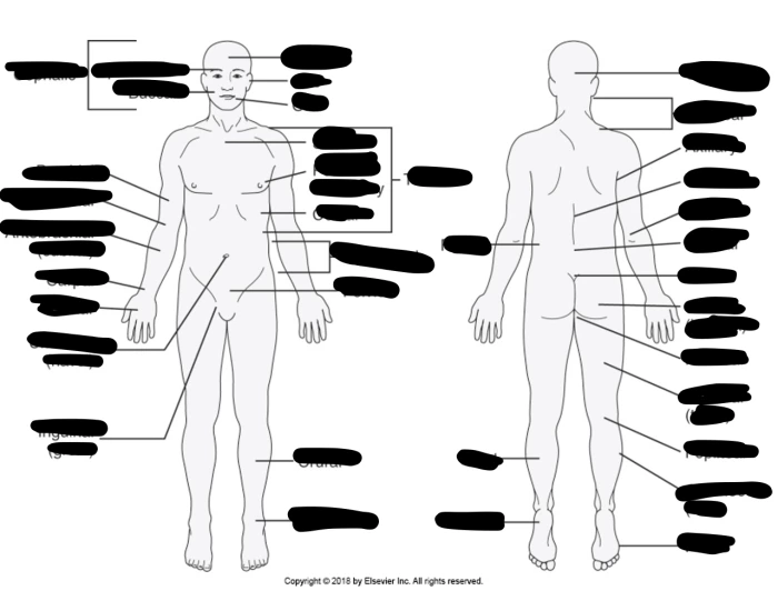 Body Original Point Body points Quiz