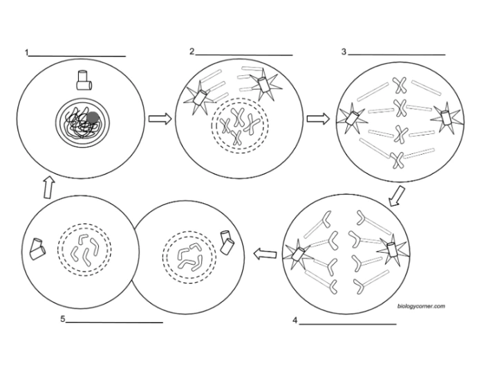 LABELING MITOSIS Quiz