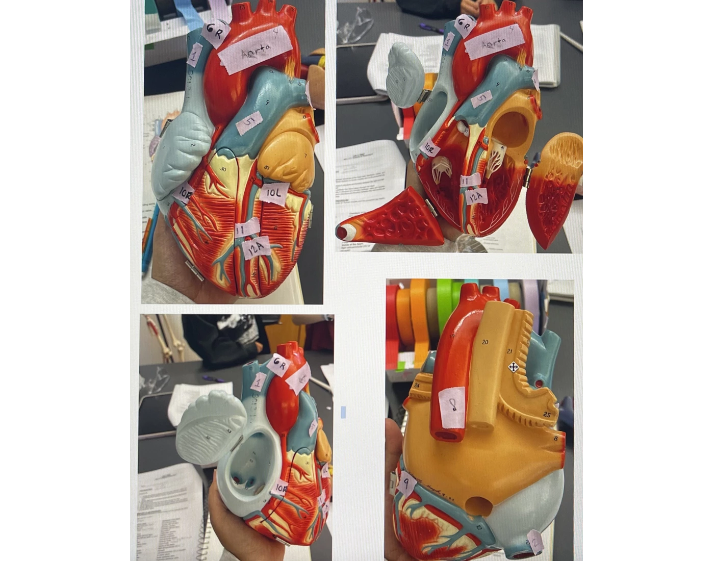 Heart Model Labeling — Printable Worksheet