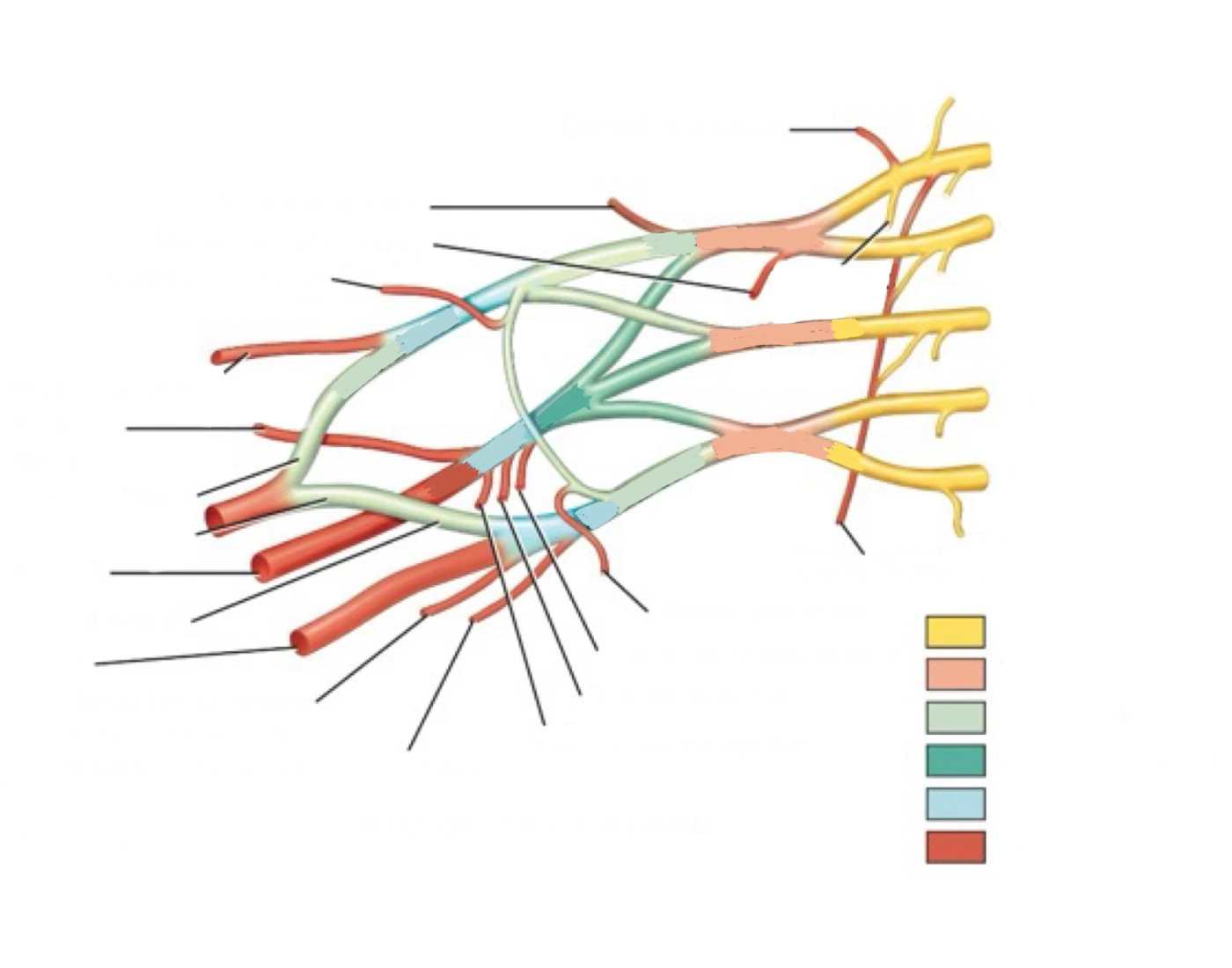 Origin Of Brachial Plexus Printable Worksheet origin-of-brachial-plexus-printable-worksheet