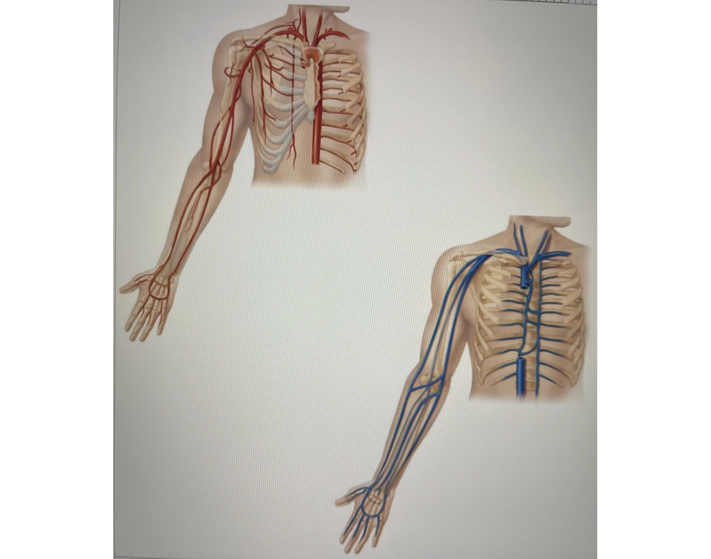 Upper Extremity Artery Vein Labeling Printable Worksheet