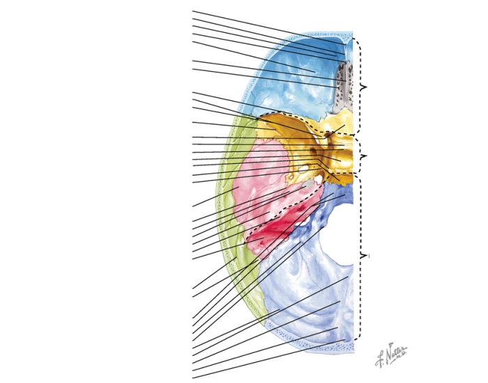 Emilers Skull - Superior View Quiz