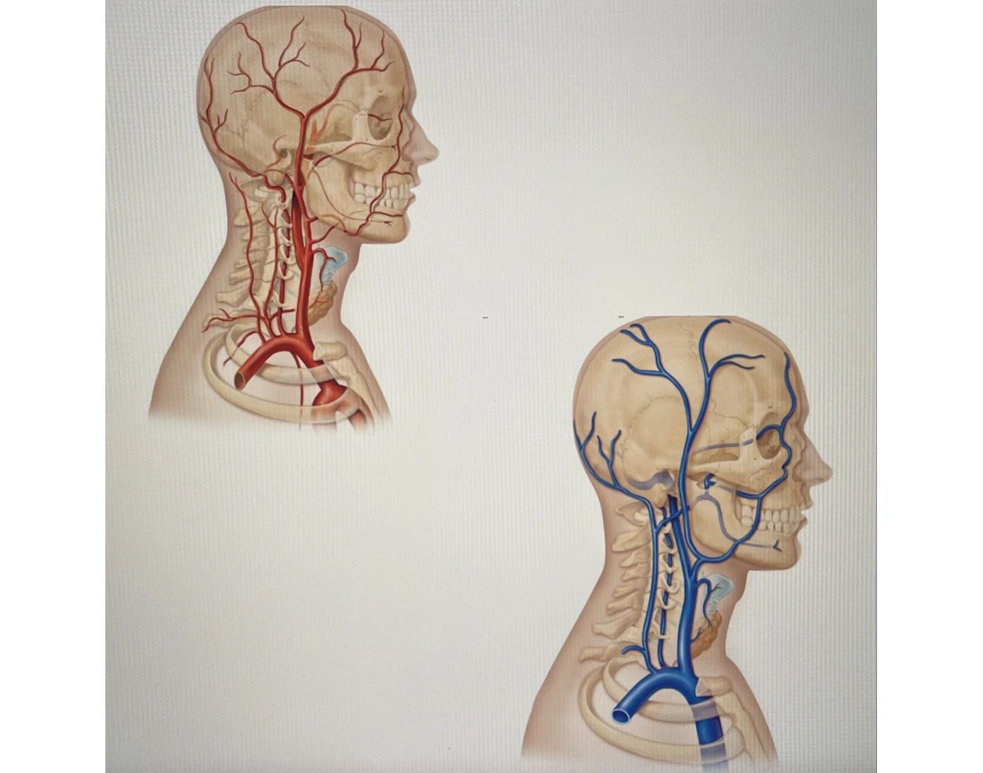 Head Artery Vein Labeling Printable Worksheet