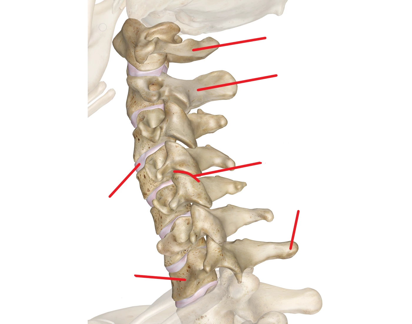 Cervical Spine Anatomy Quiz Biology Diagrams