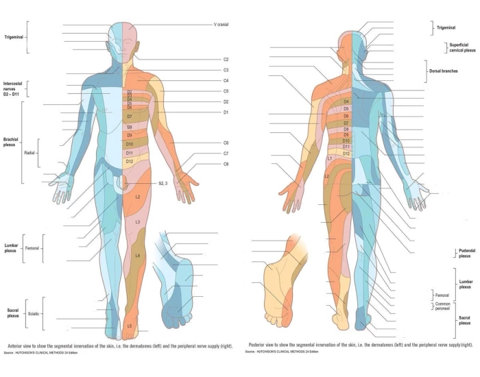 Peripheral Pattern Things LE Dermatomes & Peripheral Nerve Patterns Quiz