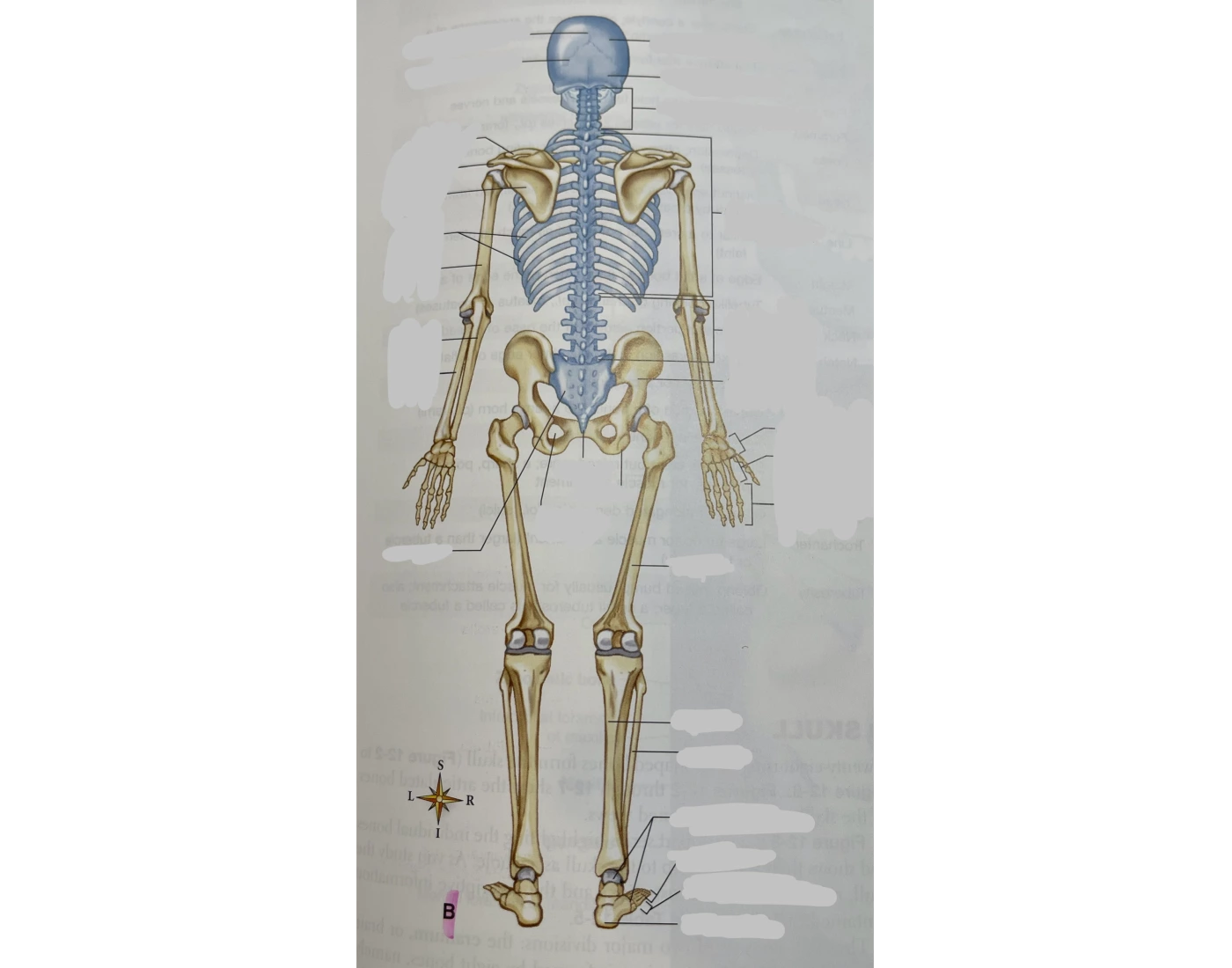 Label The Appendicular Skeleton Posterior View Printable Worksheet