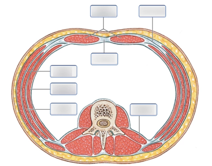 Muscles of Abdomen (transverse) — Printable Worksheet Muscles of Abdomen (transverse) — Printable Worksheet