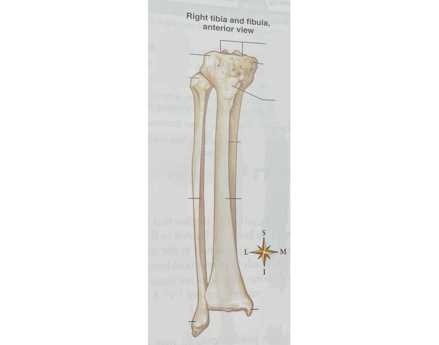Tibia Starting View Label the Right Tibia and Fibula (Anterior View) — Printable Worksheet