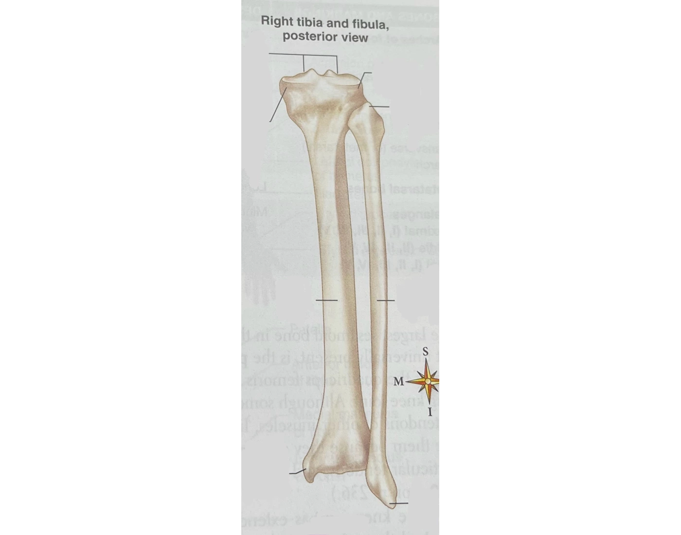 Tibia No Label Label the Right Tibia and Fibula (Posterior View) Quiz