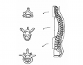 Anatomy of Vertebrae
