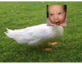 Duck-Baby