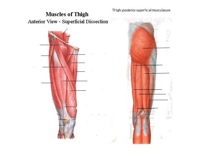 Upper Leg Muscles Quiz