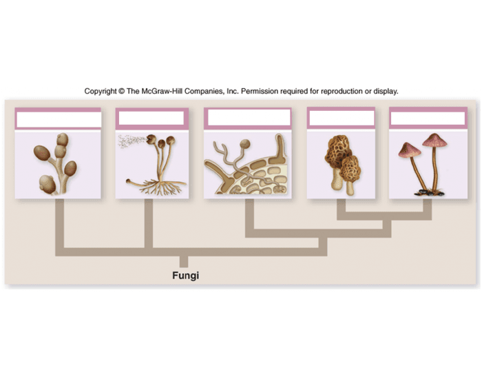 Fungal groups Quiz