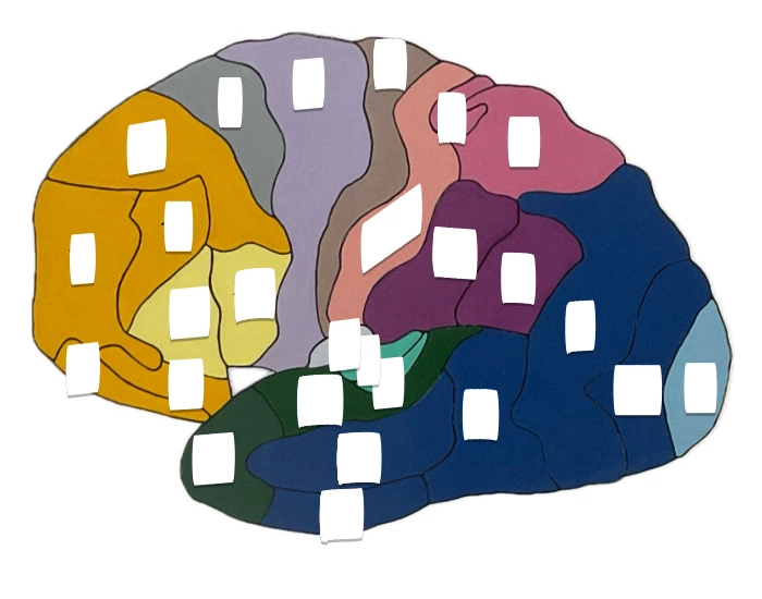 Broad Man Classification Lamina Areas de Broadman 2 Quiz