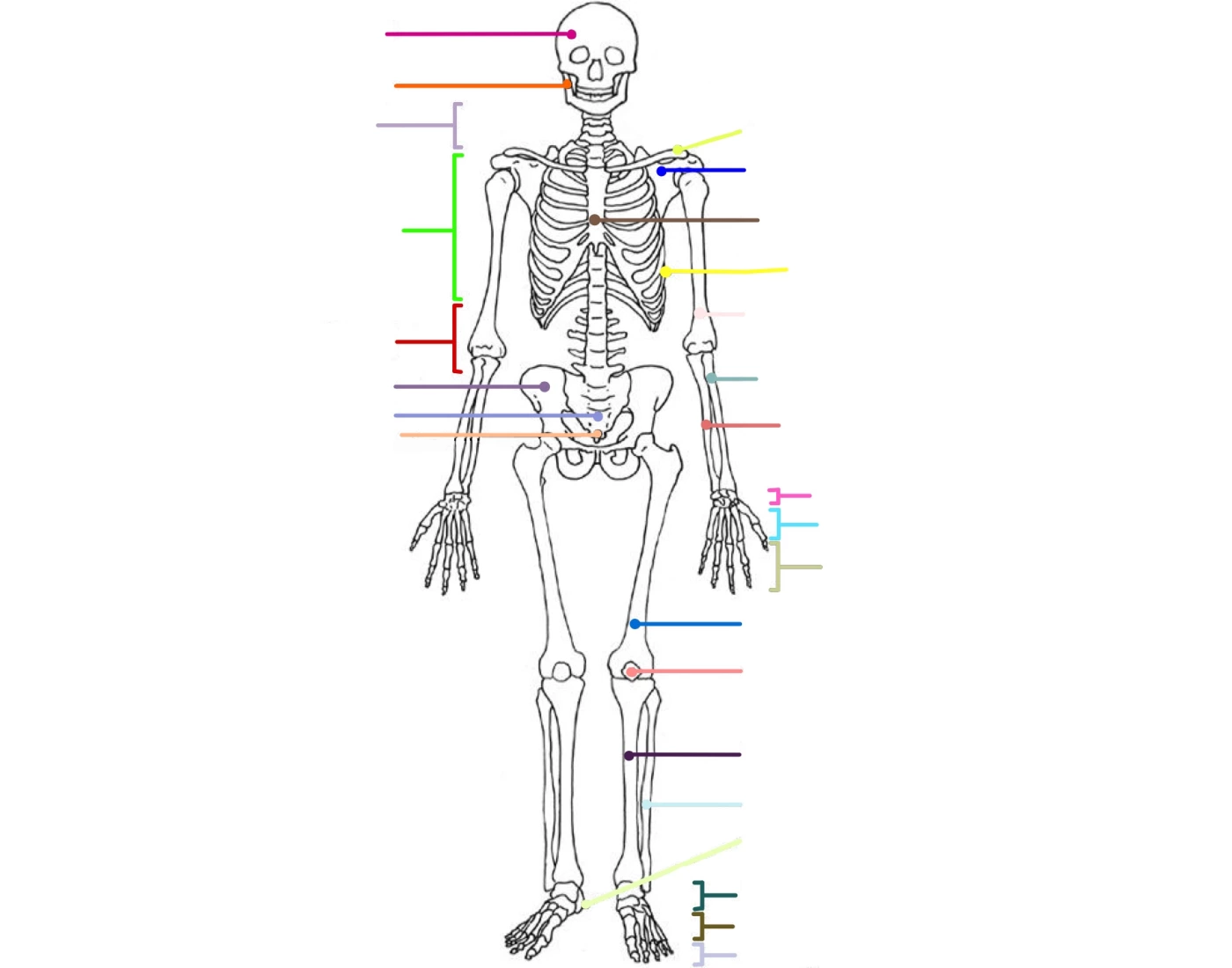 Label The Human Skeleton Quiz