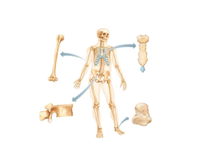 Bone Sample Labels Label bones based on shape Quiz
