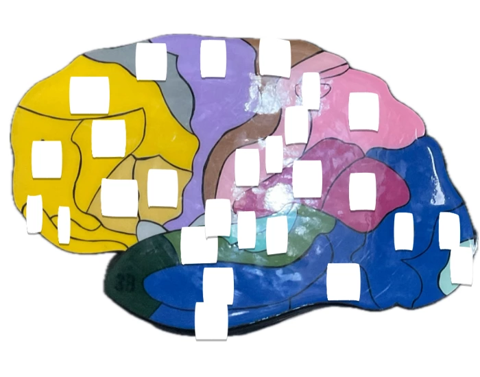 Broad Man Classification Laminas Areas de Broadman 1 Quiz