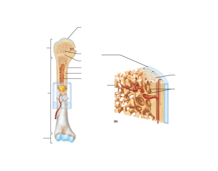 Structure of Lone Bone Quiz