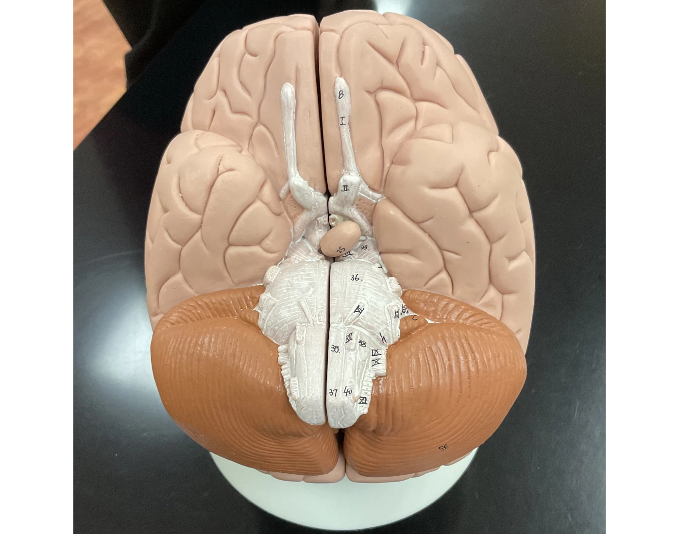 Brain Model Inferior human brain model 3 inferior view Quiz