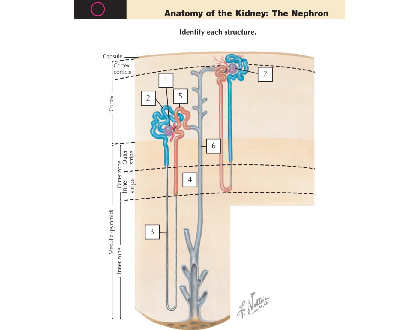 Nephron Worksheet.pdf Anatomy of the Kidney: The Nephron — Printable Worksheet
