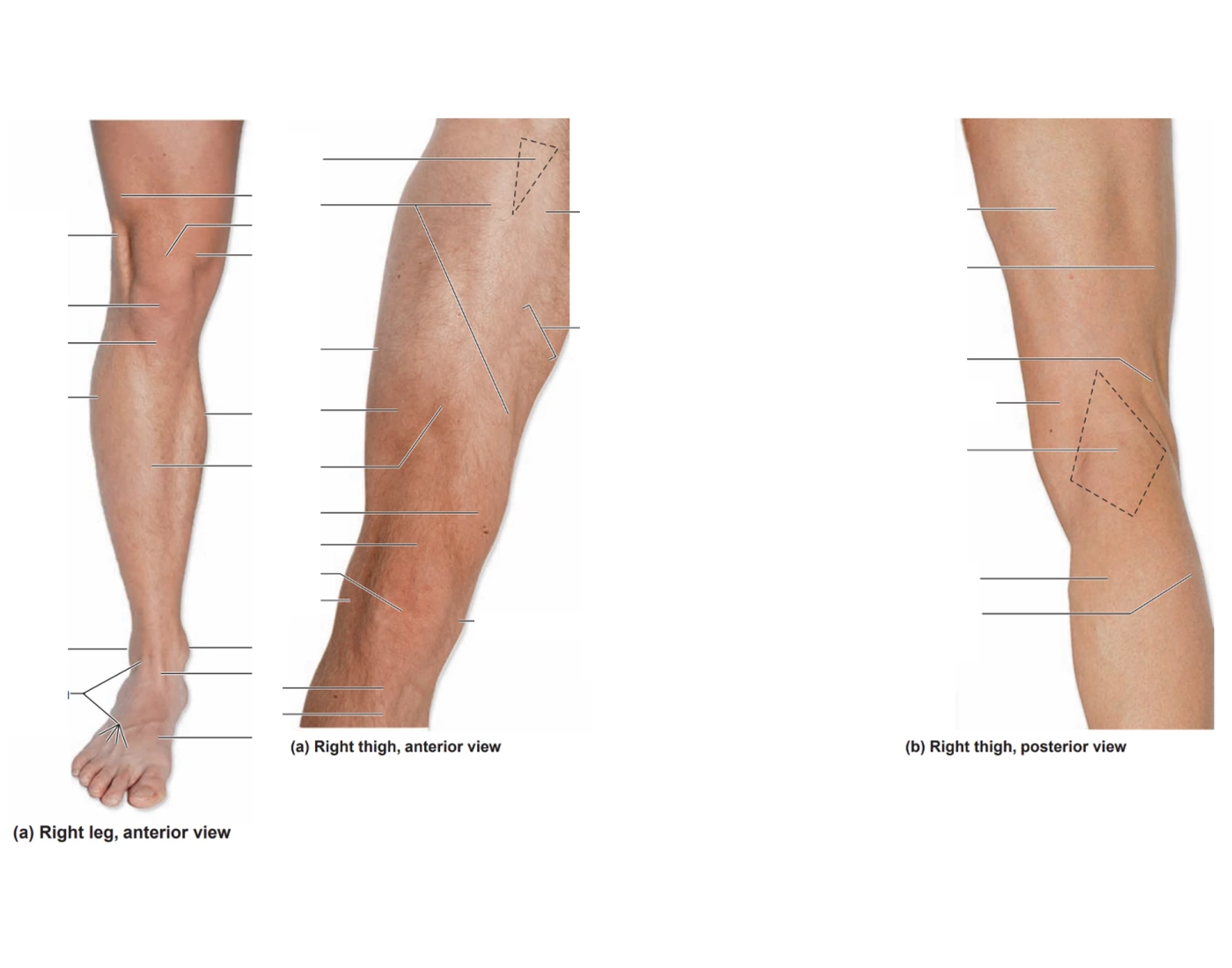 leg labeling Quiz