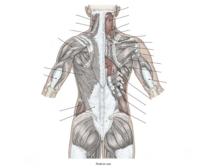 Labeling the muscles of the back! Quiz