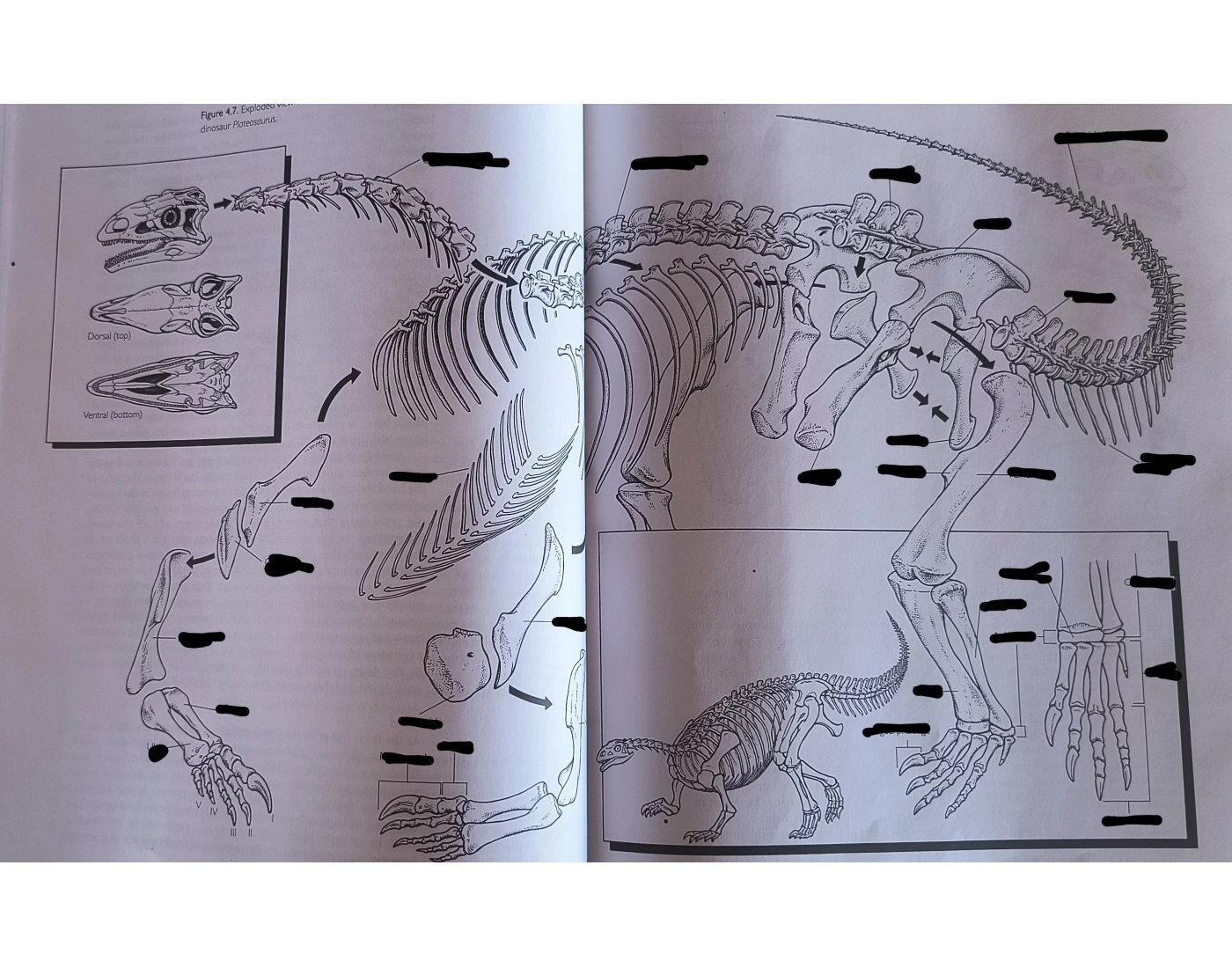 WE ARE THE DINOSAURS skeleton Mode Quiz We are the dinosaurs skeleton mode quiz