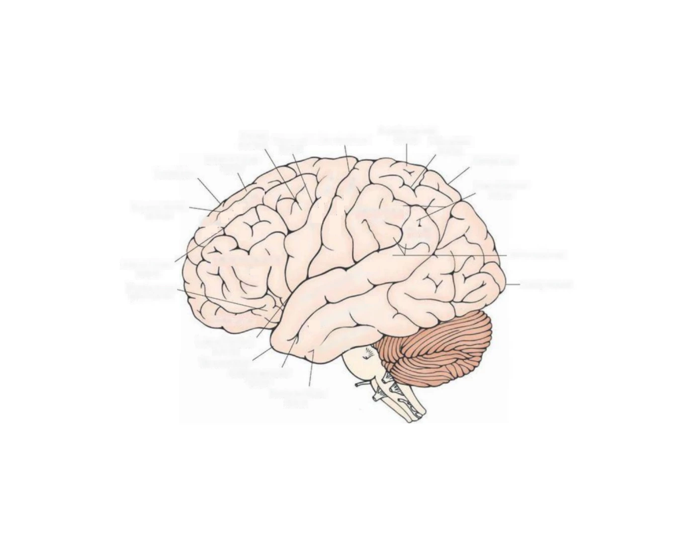 Gyrus anatomy of the brain: sulci, gyri and fissures Quiz