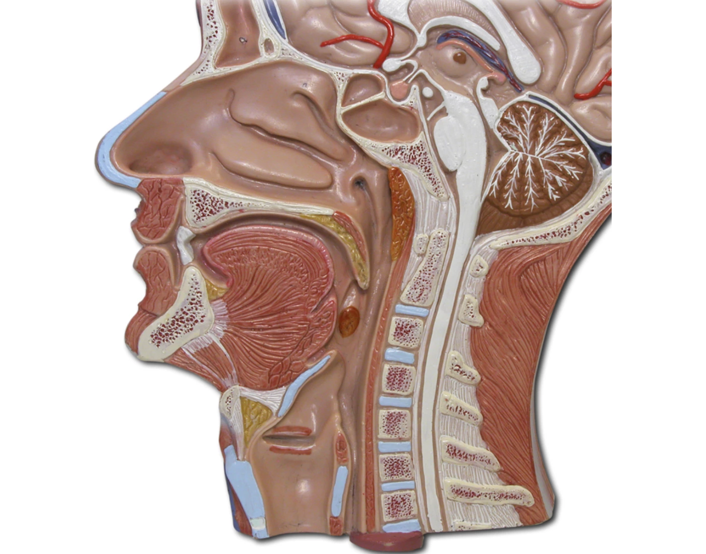 ANATOMICAL MODEL 5 UPPER DIGESTIVE TRACT Quiz Anatomical model 5 upper digestive tract quiz