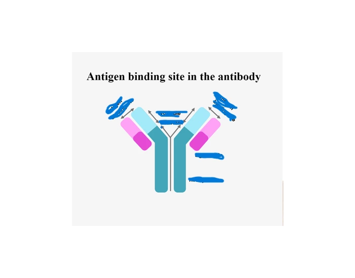 Antigen Binding Site In The Antibody Quiz Antigen Binding Site In The Antibody Quiz