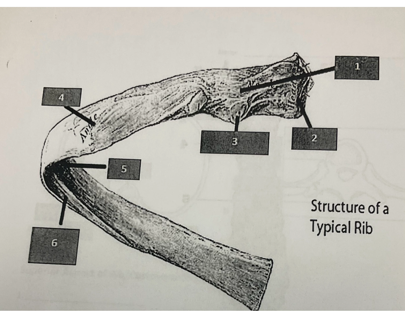 Structure of a rib — Printable Worksheet
