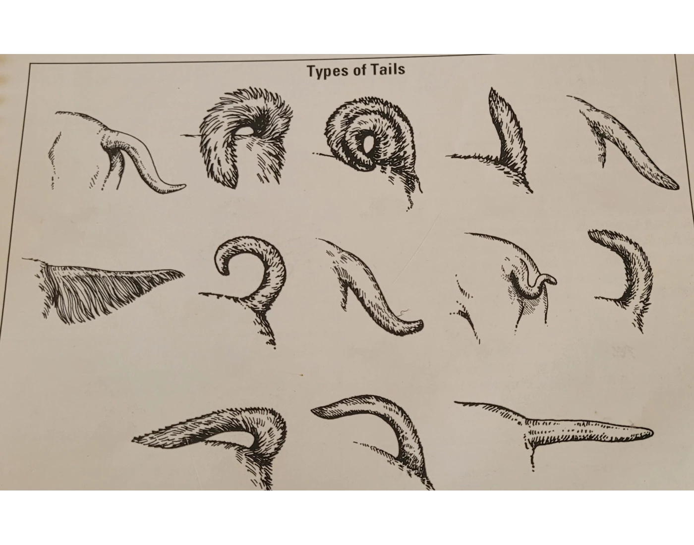 Types of Tail - Dog Quiz