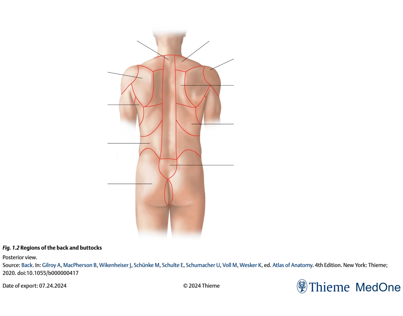 Back Regions R Regions of the back and buttocks Quiz
