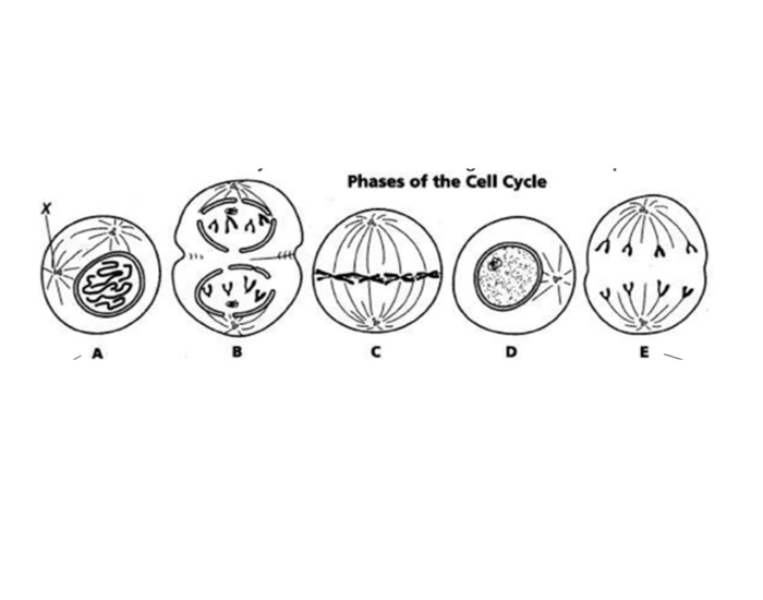Phases of the Cell Cycle Quiz Biology Diagrams