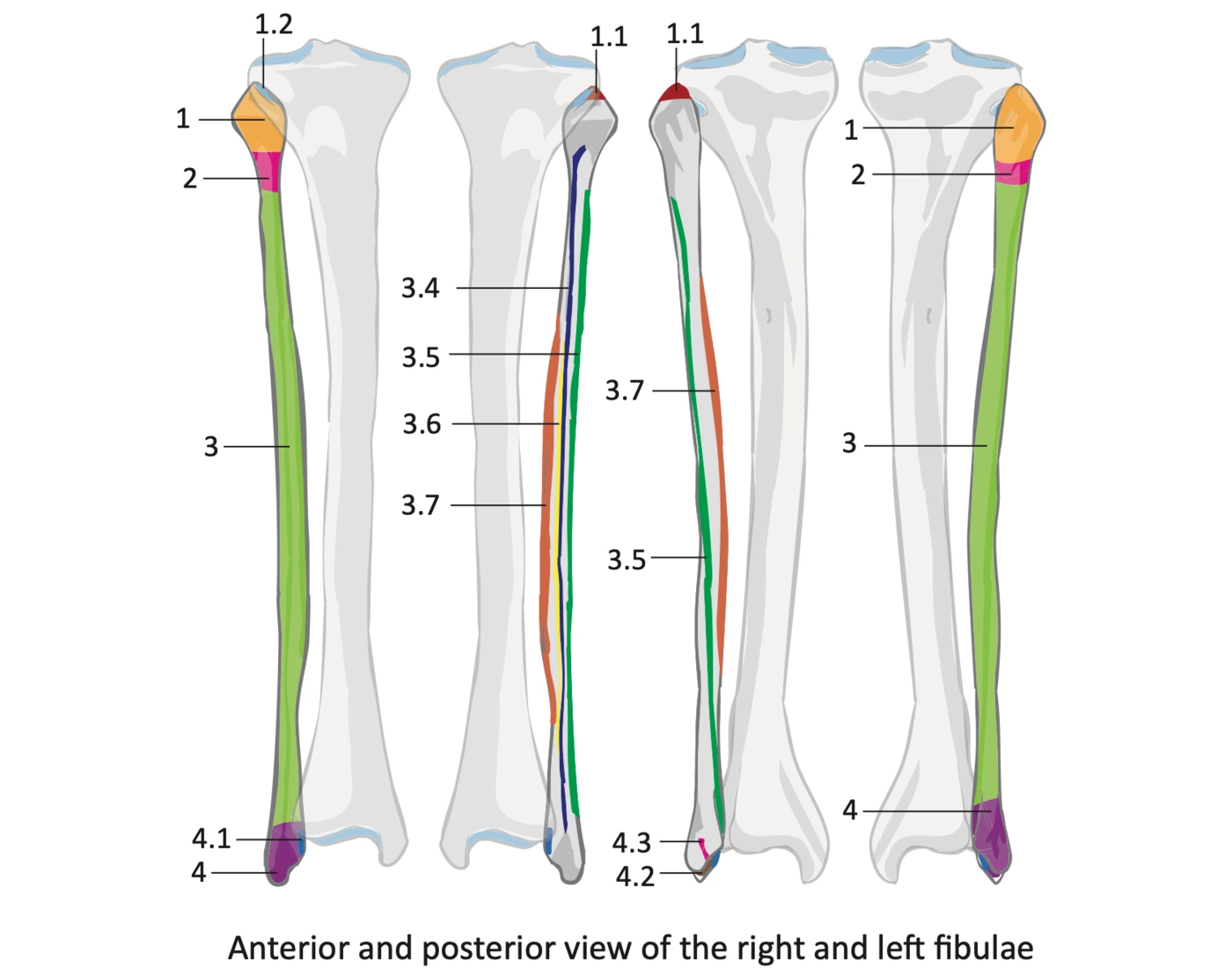 Left Fibula Model Left/Right Fibula - Anterior/Posterior Quiz