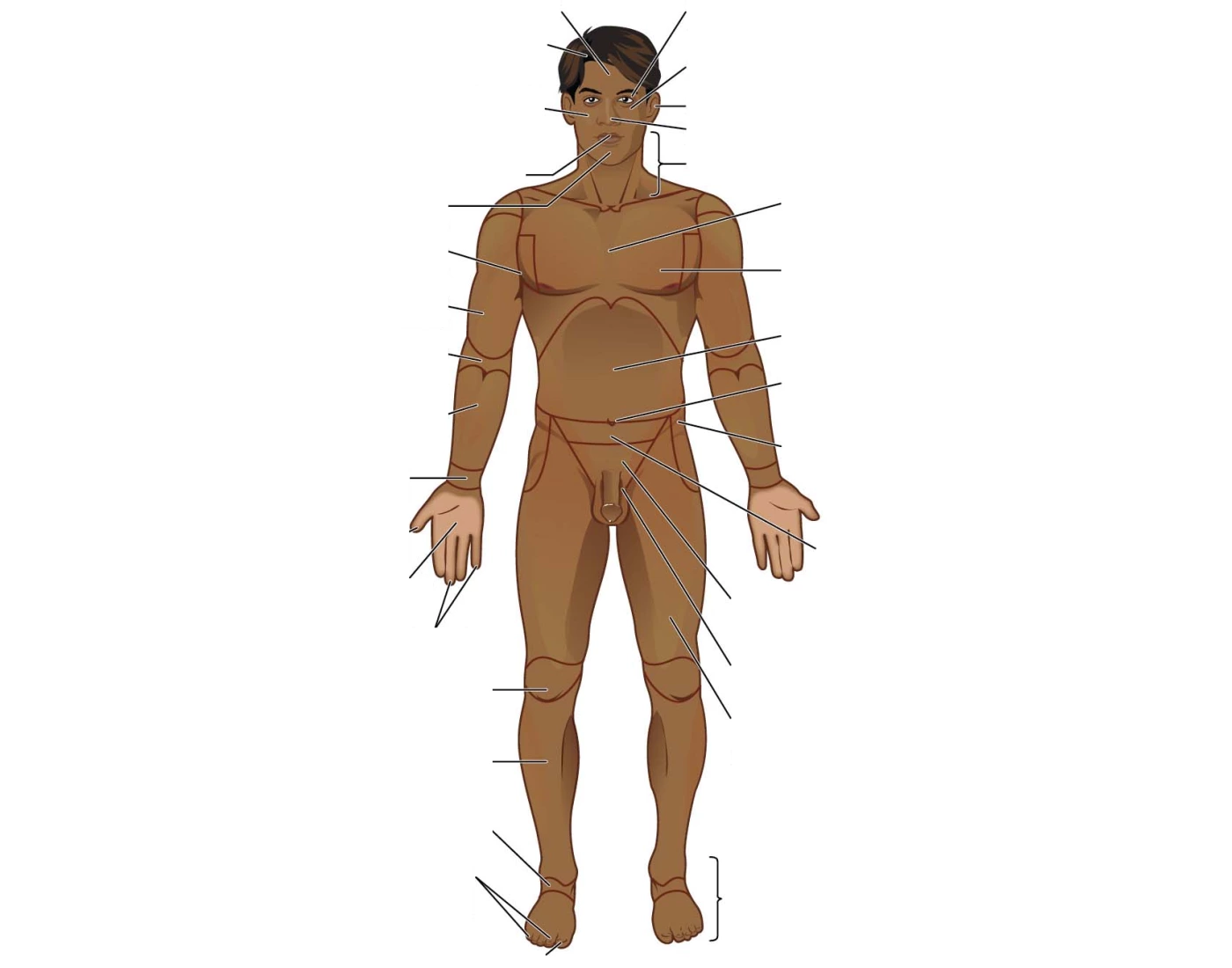 Anterior Anatomical Landmarks pt 1 Quiz Biology Diagrams