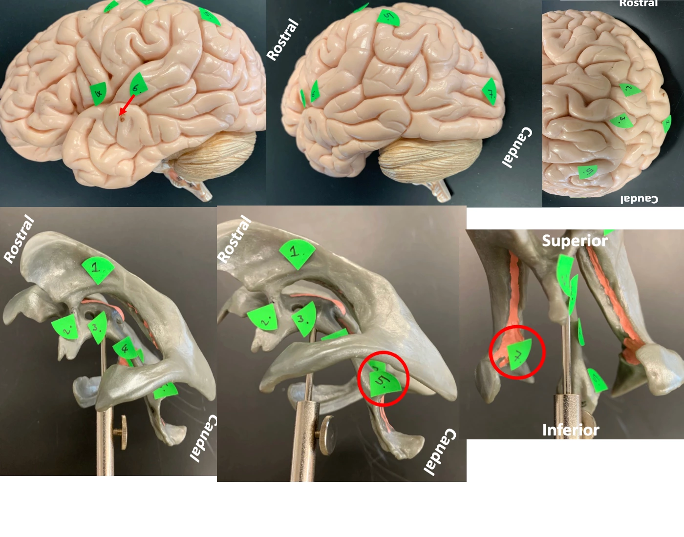Cerebral Cortex Worksheet functional centers of cerebral cortex & ventricles — Printable Worksheet