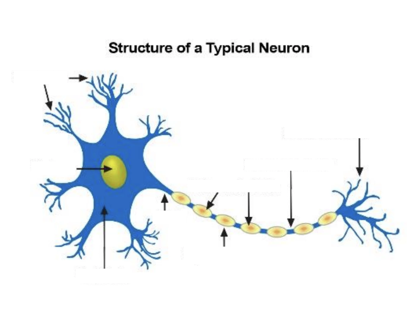 Structure of a Typical Neuron Quiz