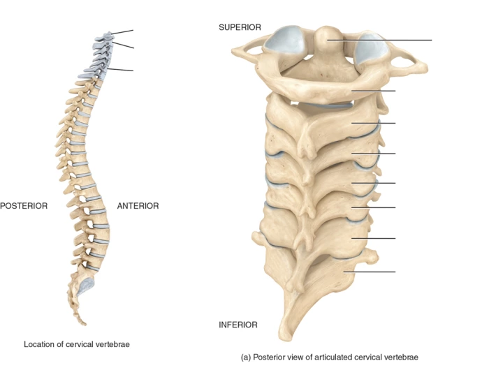 Location of Vertebrae Quiz