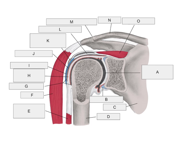Labeled Sholder Anthrogram shoulder arthrogram Quiz